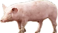 Image d'un cochon parent